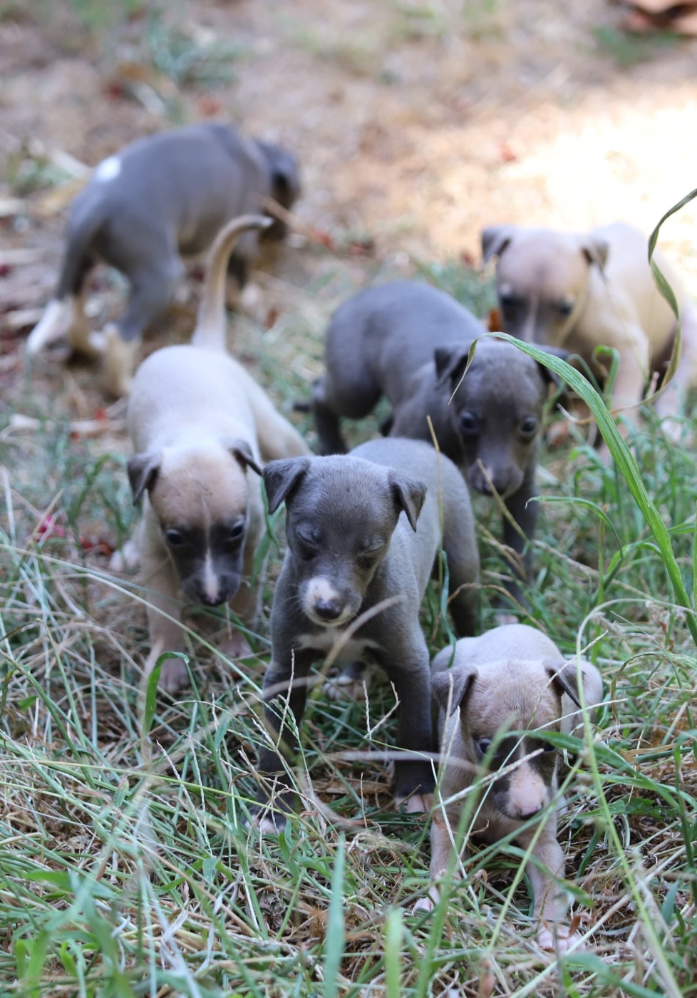 Magnifique portée de 8 chiots nés le 11 juillet 2026
