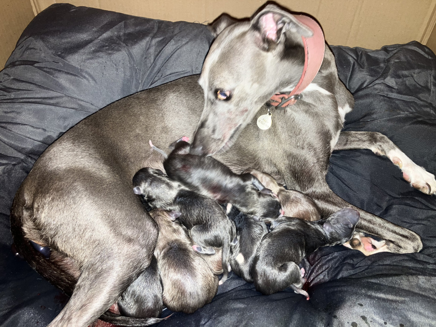 Chiot Whippet De L’Hostel De Pinoy