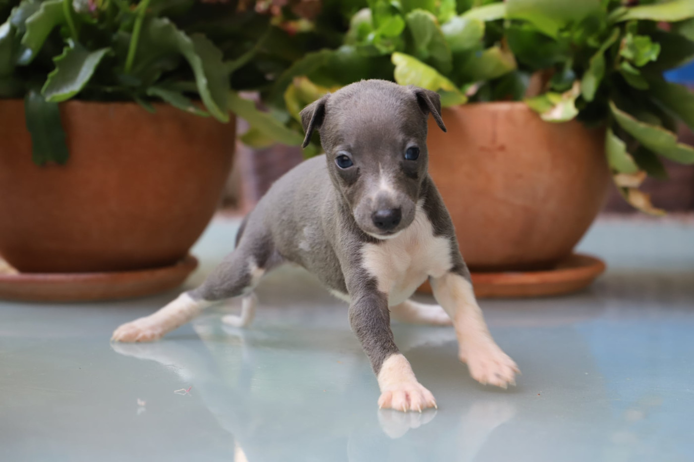 De L’Hostel De Pinoy - Chiots disponibles - Whippet