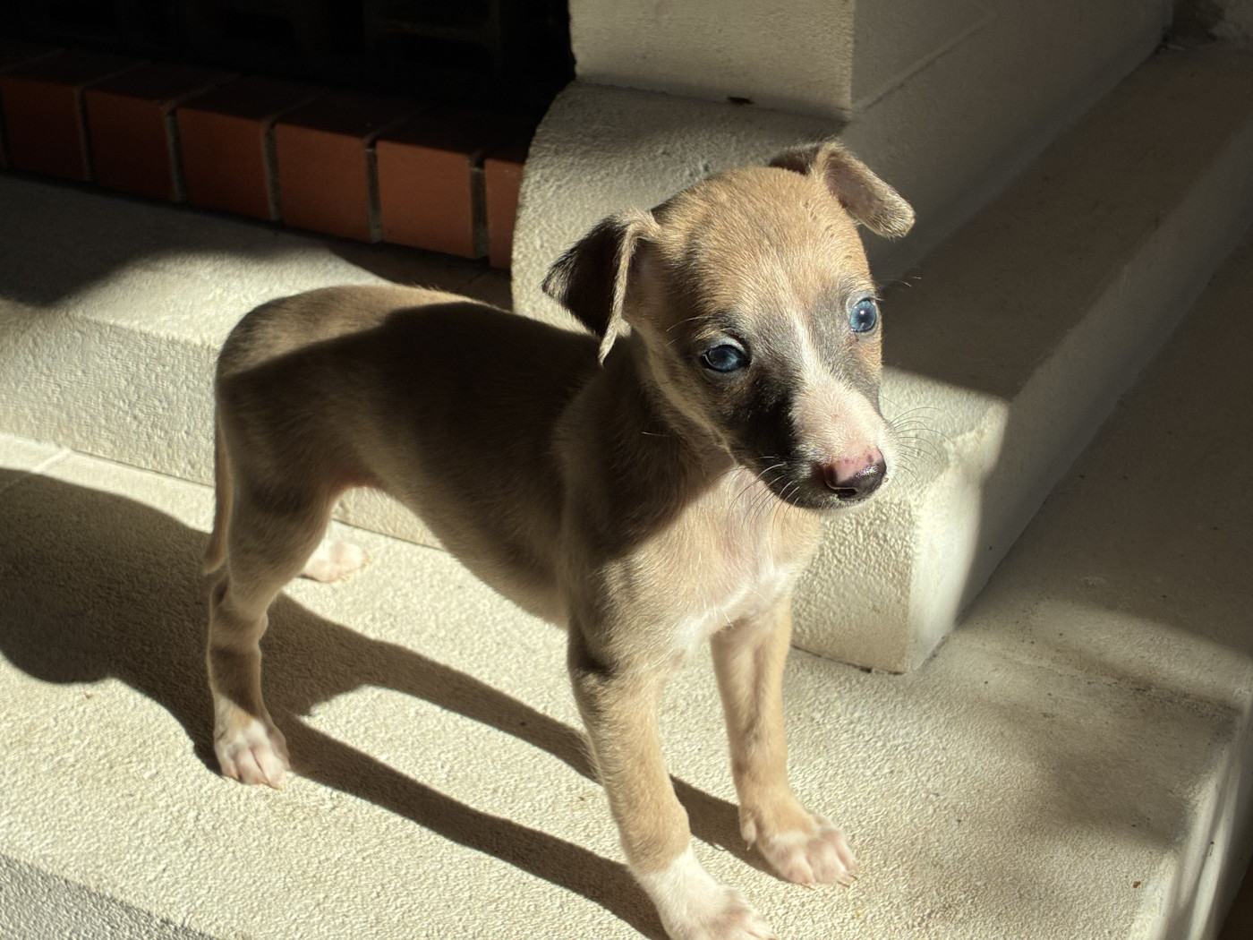 De L’Hostel De Pinoy - Chiots disponibles - Whippet