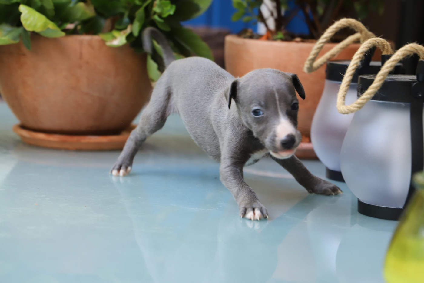 De L’Hostel De Pinoy - Chiots disponibles - Whippet