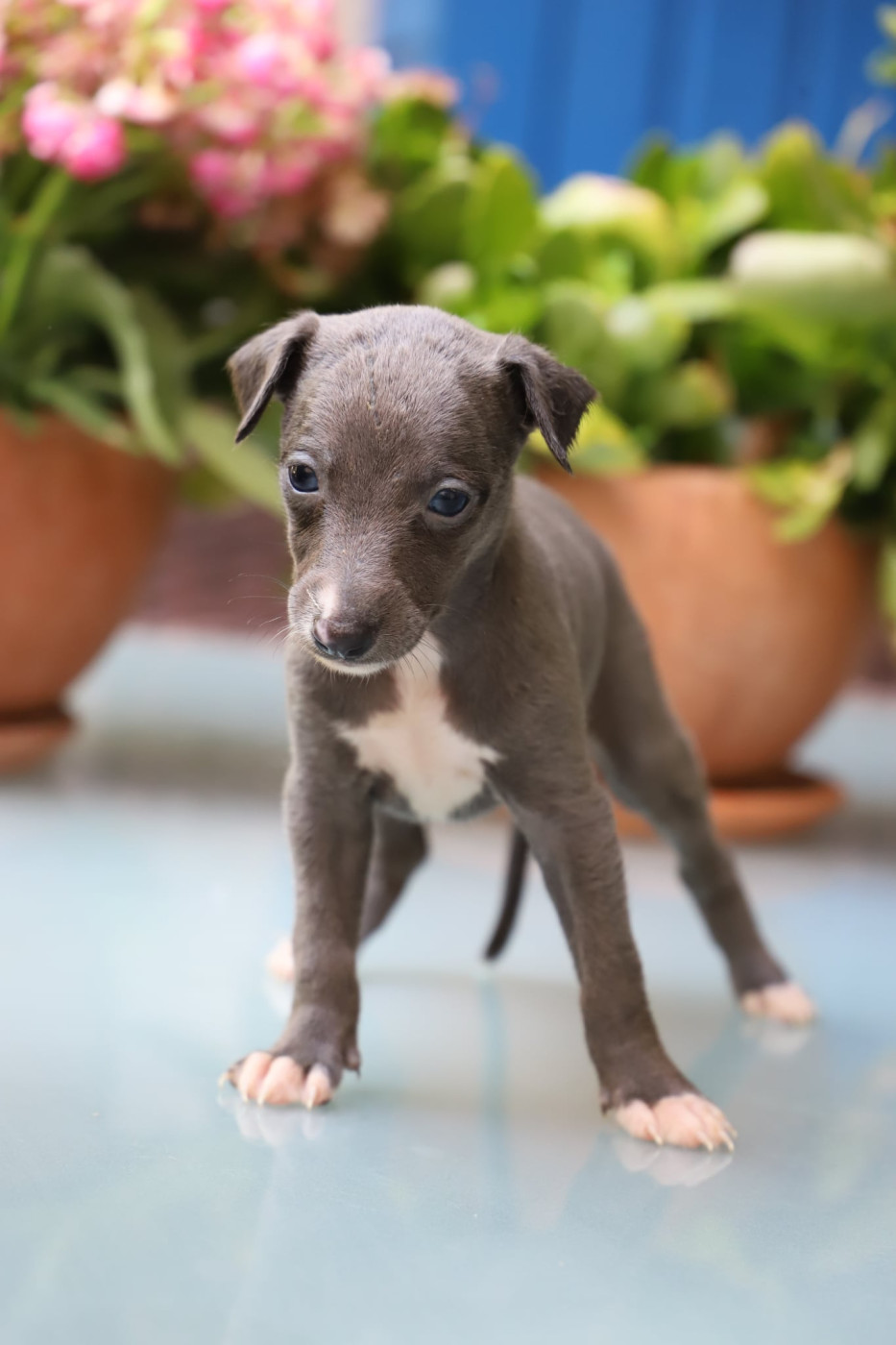 De L’Hostel De Pinoy - Chiots disponibles - Whippet