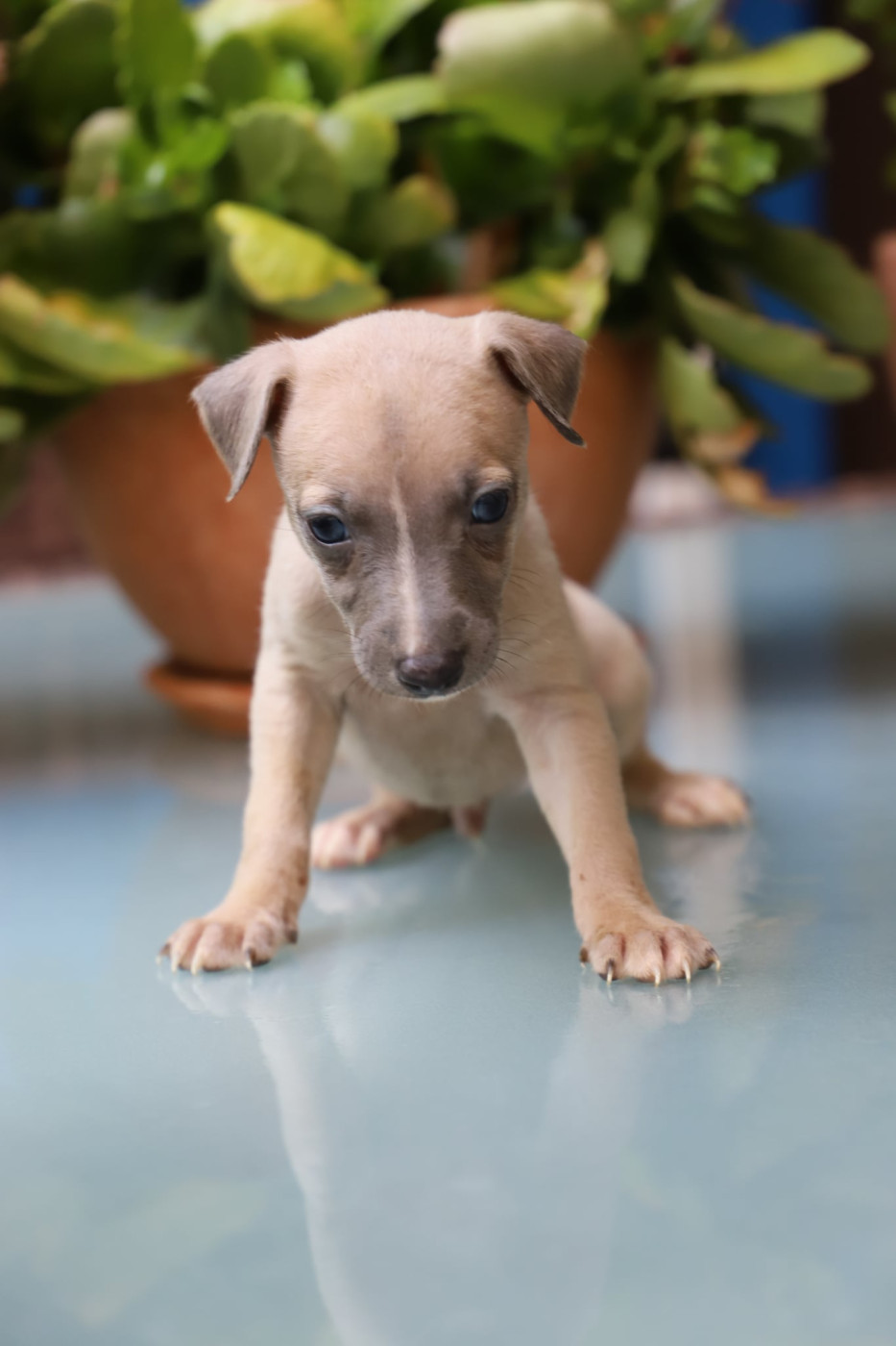 De L’Hostel De Pinoy - Chiots disponibles - Whippet