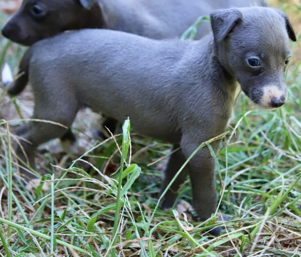 De L’Hostel De Pinoy - Chiots disponibles - Whippet