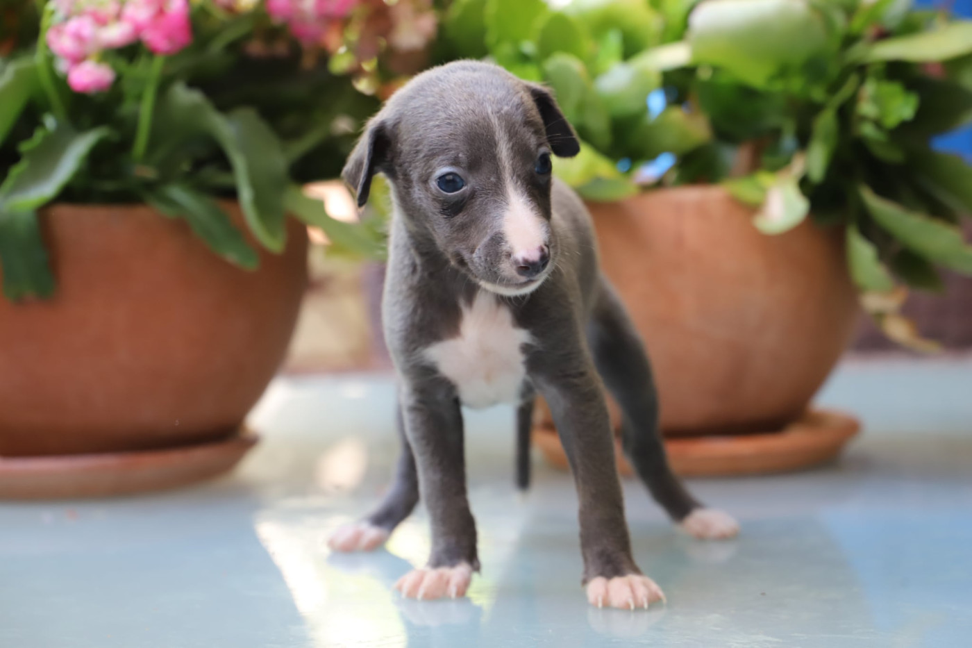 De L’Hostel De Pinoy - Chiots disponibles - Whippet