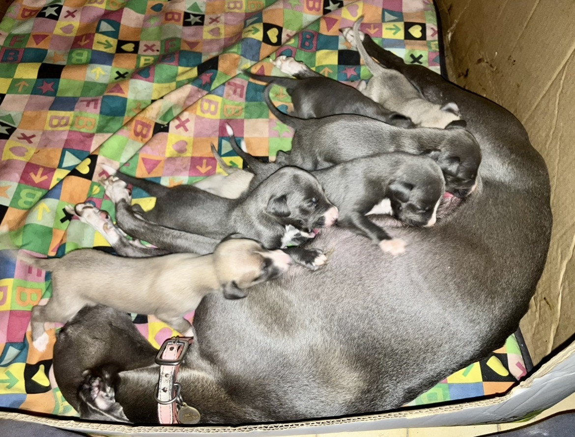 Chiot Whippet De L’Hostel De Pinoy