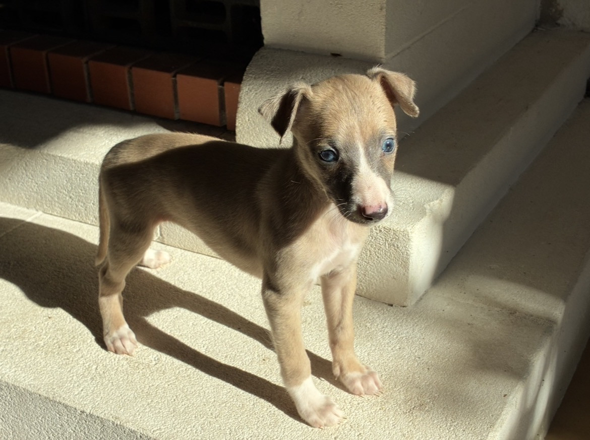 De L’Hostel De Pinoy - Chiots disponibles - Whippet
