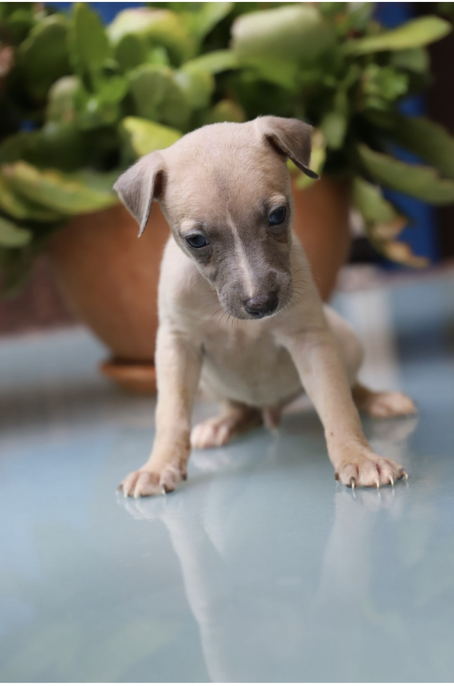 De L’Hostel De Pinoy - Chiots disponibles - Whippet