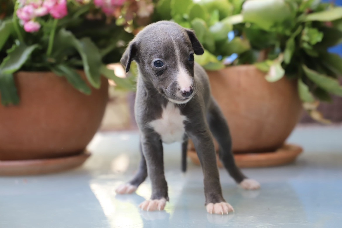 De L’Hostel De Pinoy - Chiots disponibles - Whippet