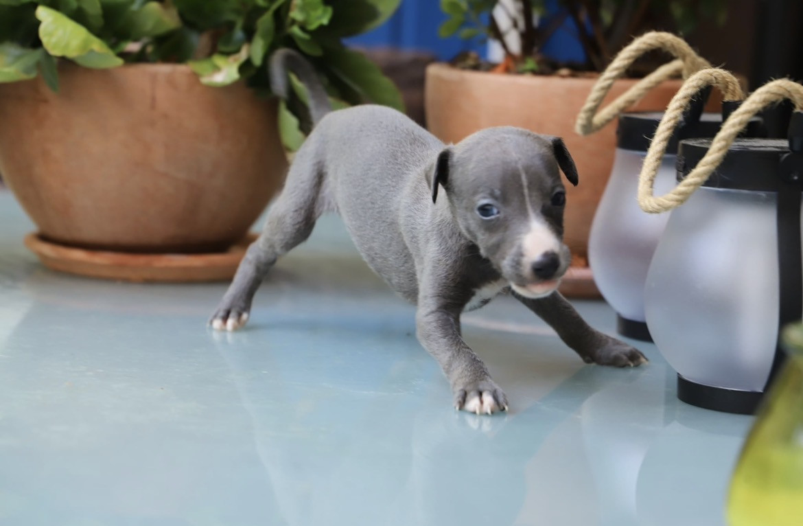 De L’Hostel De Pinoy - Chiots disponibles - Whippet