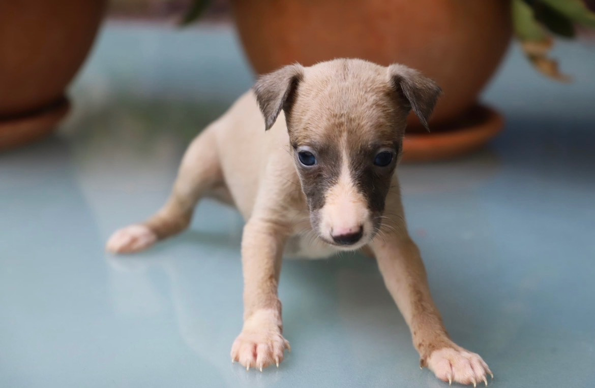 De L’Hostel De Pinoy - Chiots disponibles - Whippet